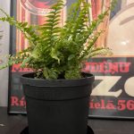 Green Lady Fern