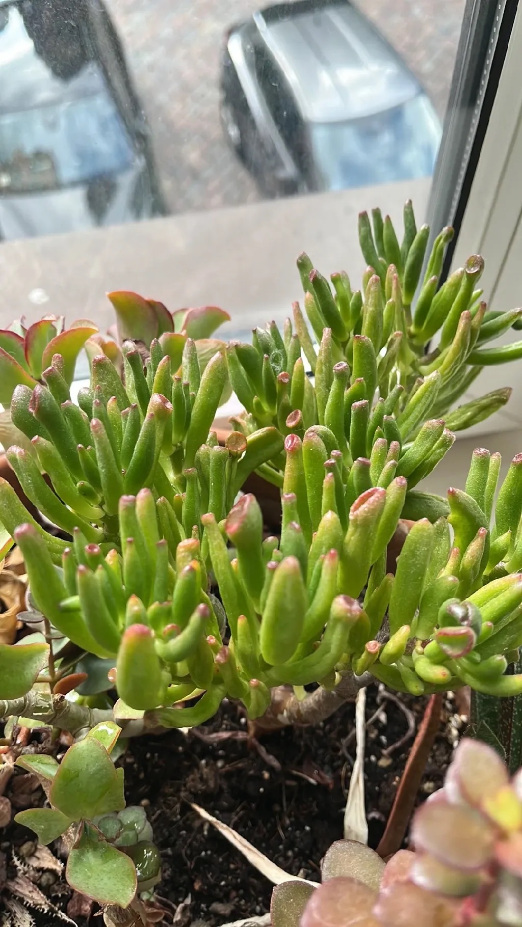 Gollum Jade "Senior"