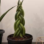 Sansevieria bacularis