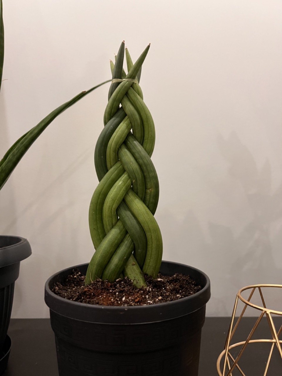 Sansevieria bacularis