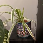 Spider plant junior ver2