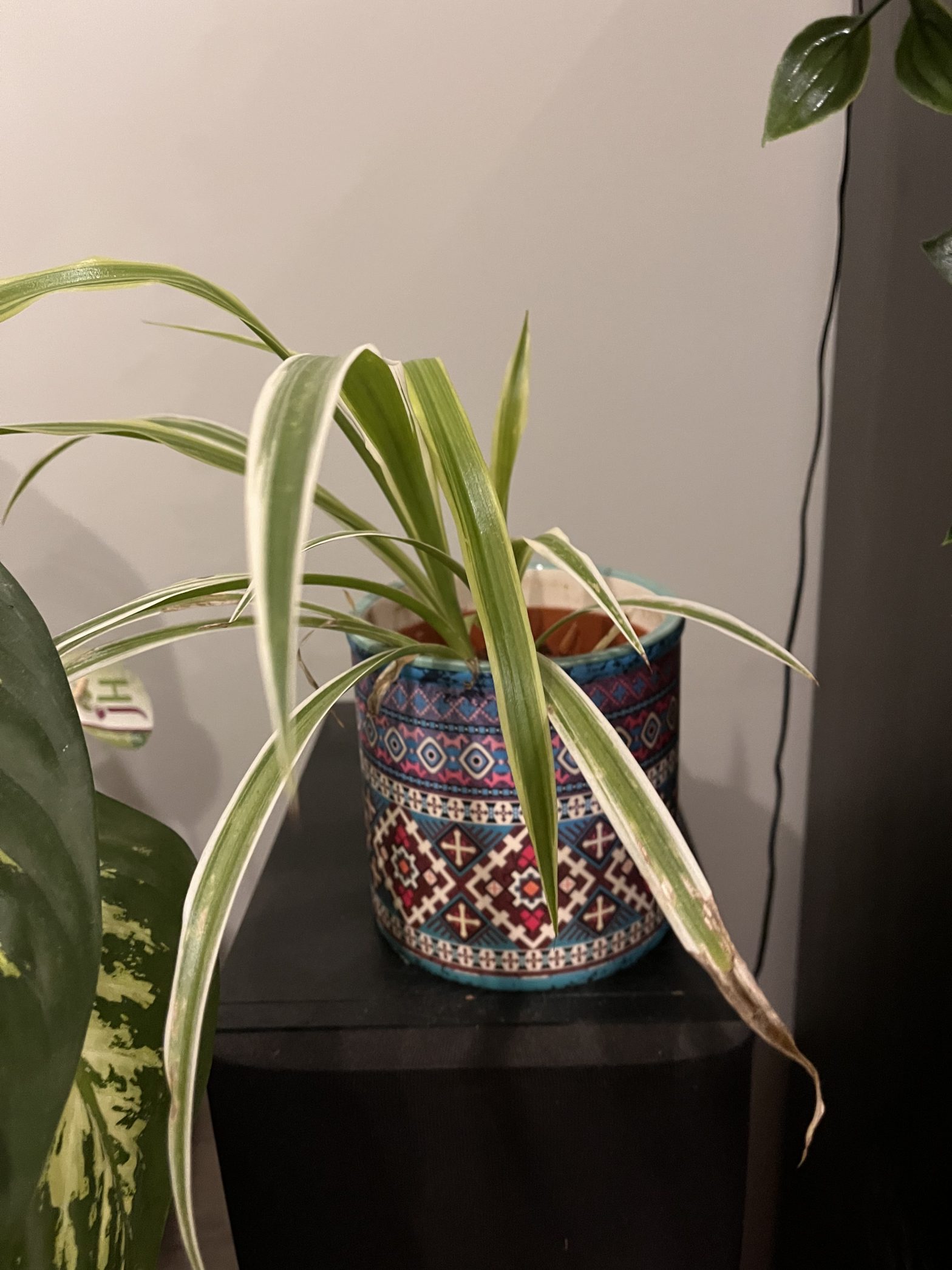 Spider plant junior ver2