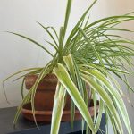 Spider plant