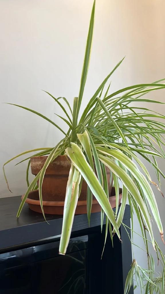 Spider plant