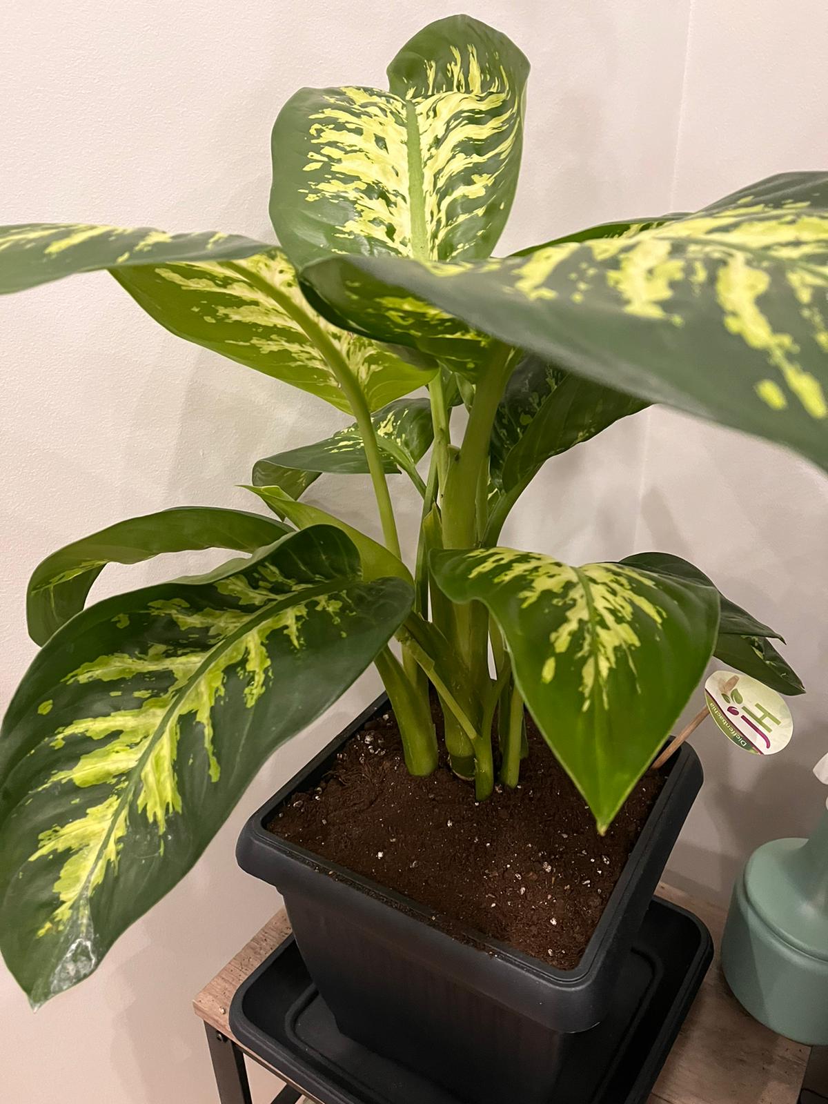 Dumb Cane