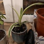 Spider Plant Extra Junior Ver2