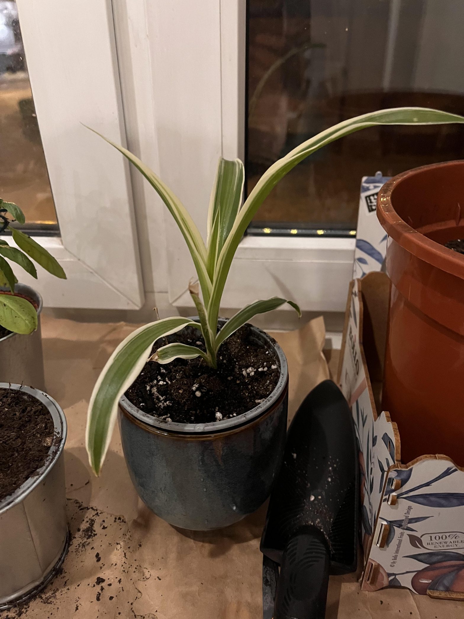 Spider Plant Extra Junior Ver2