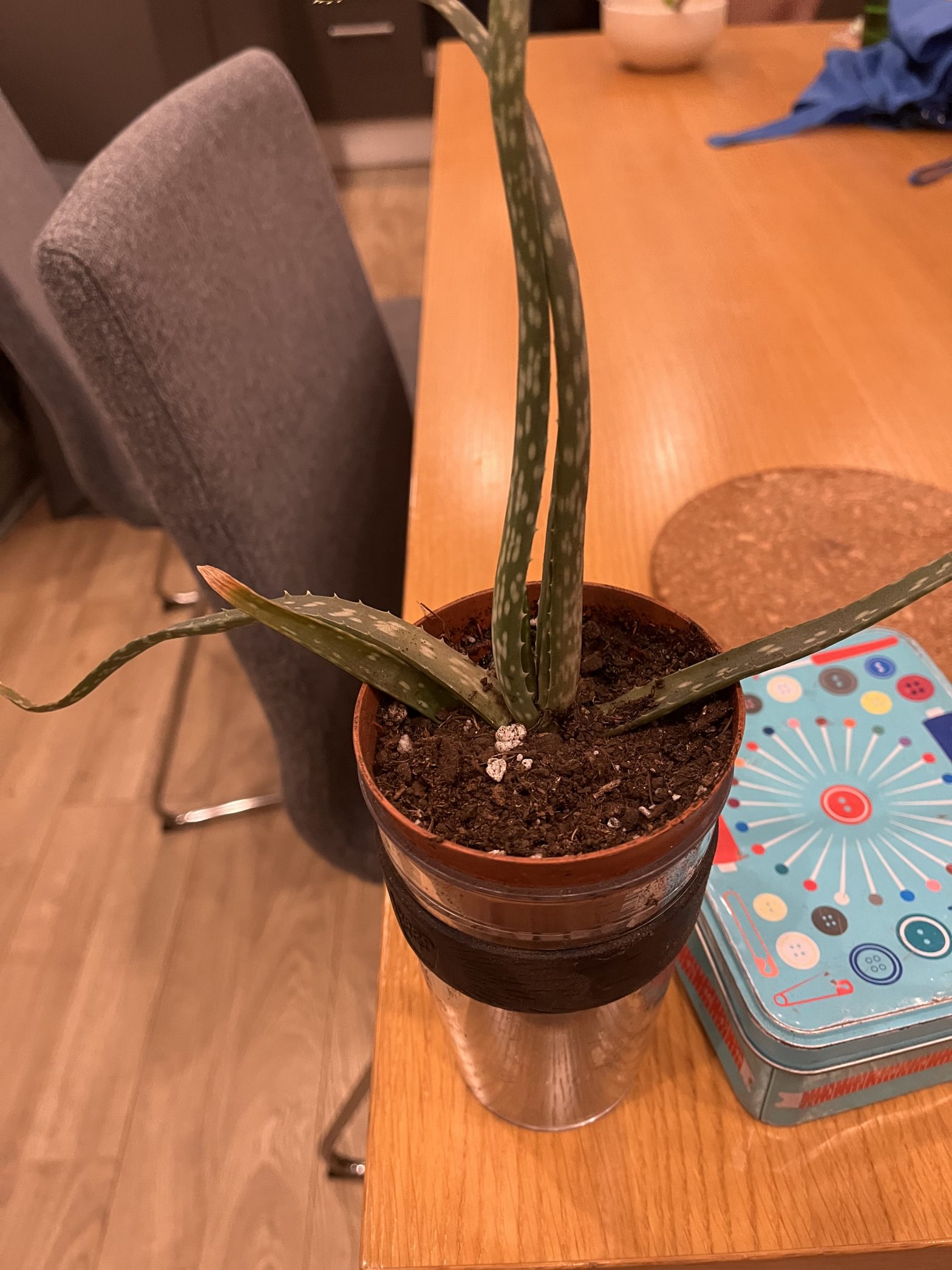 Aloe_vera_junior